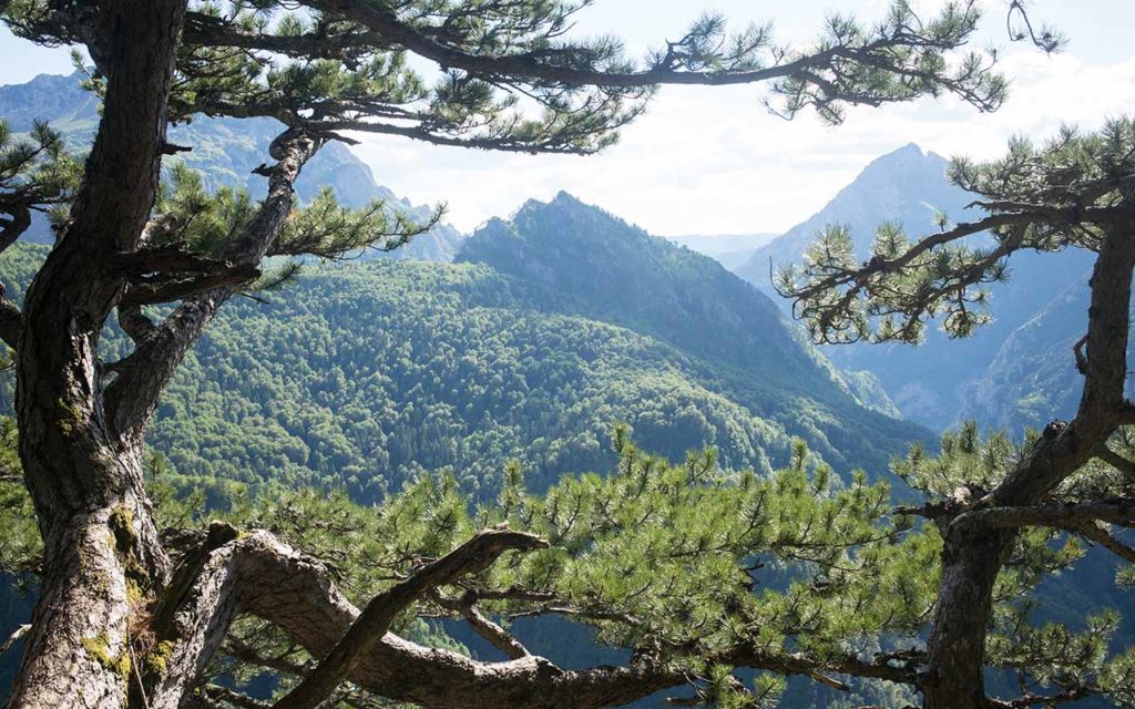 Perucica Virgin Forest, Sutjeska National Park