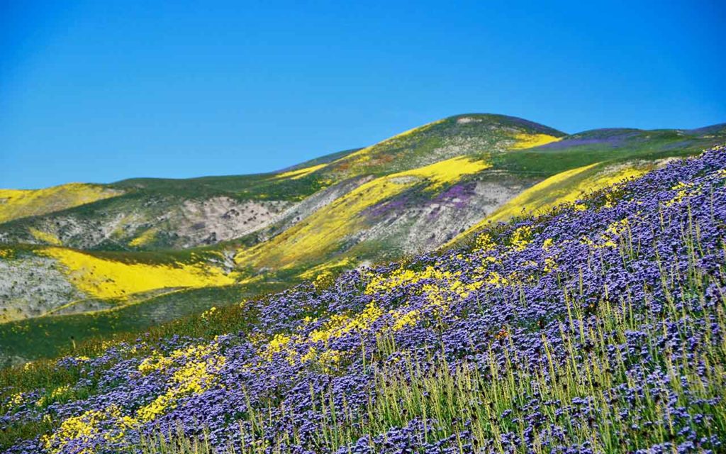 Superbloom California bucket list experiences