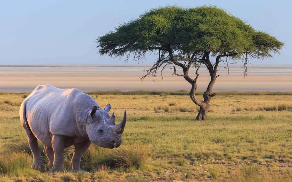 Rhino safari bucket list experience