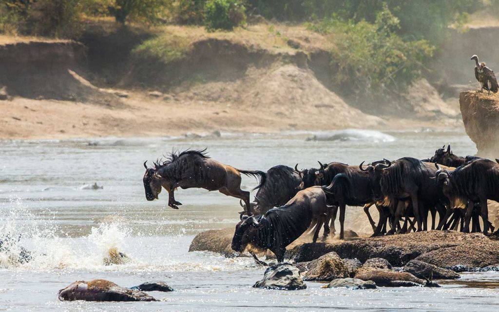 Wildebeest jumping into Mara River. Great Migration. Kenya. Tanzania. Masai Mara National Park.