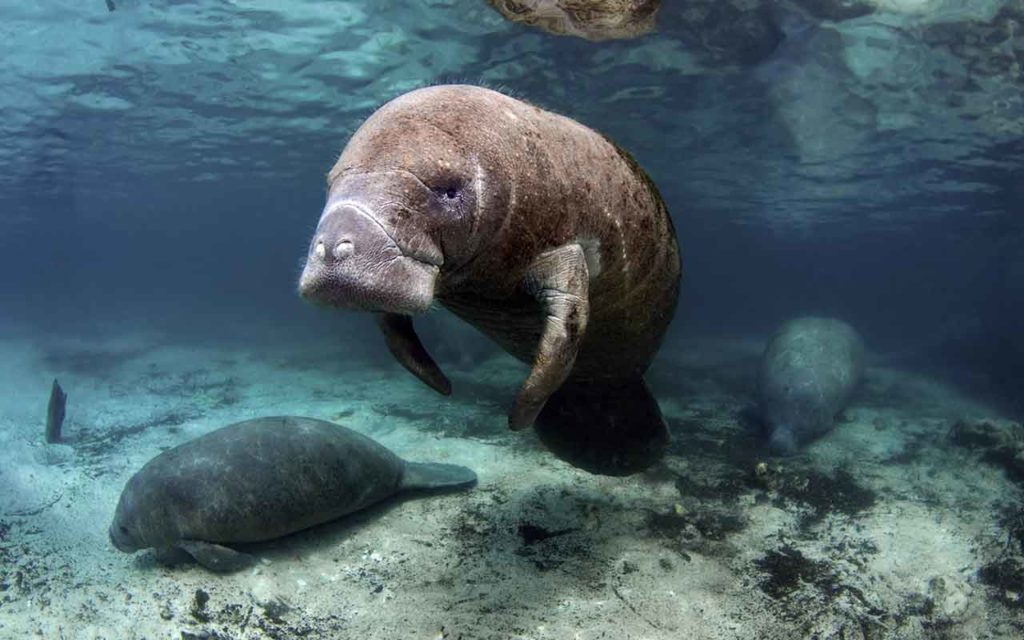 Florida Crystal River Manatees bucket list experience