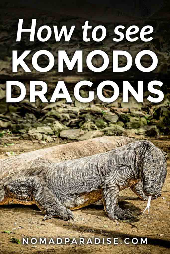 How to See Komodo Dragons and Visit Komodo Island (before it's too late ...