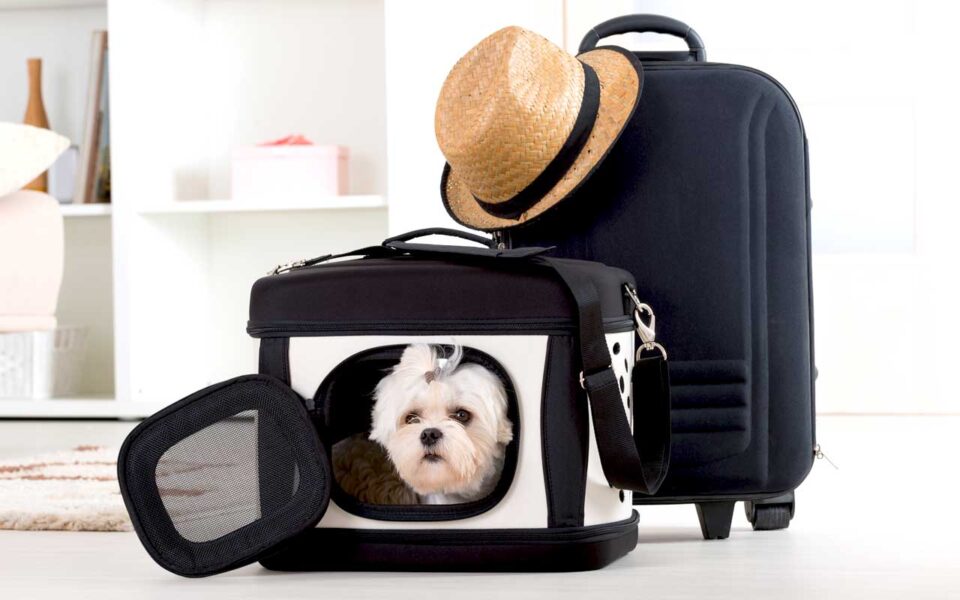 17 Essential Pet Travel Accessories for a StressFree Trip with Your