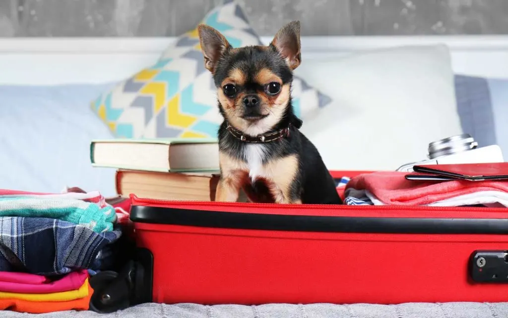 17 Essential Pet Travel Accessories for a Stress-Free Trip with Your  Beloved Pet - Nomad Paradise