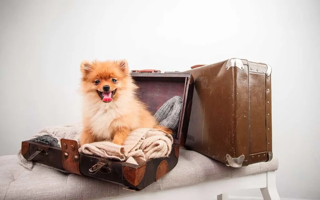 International Pet Transport To Serbia