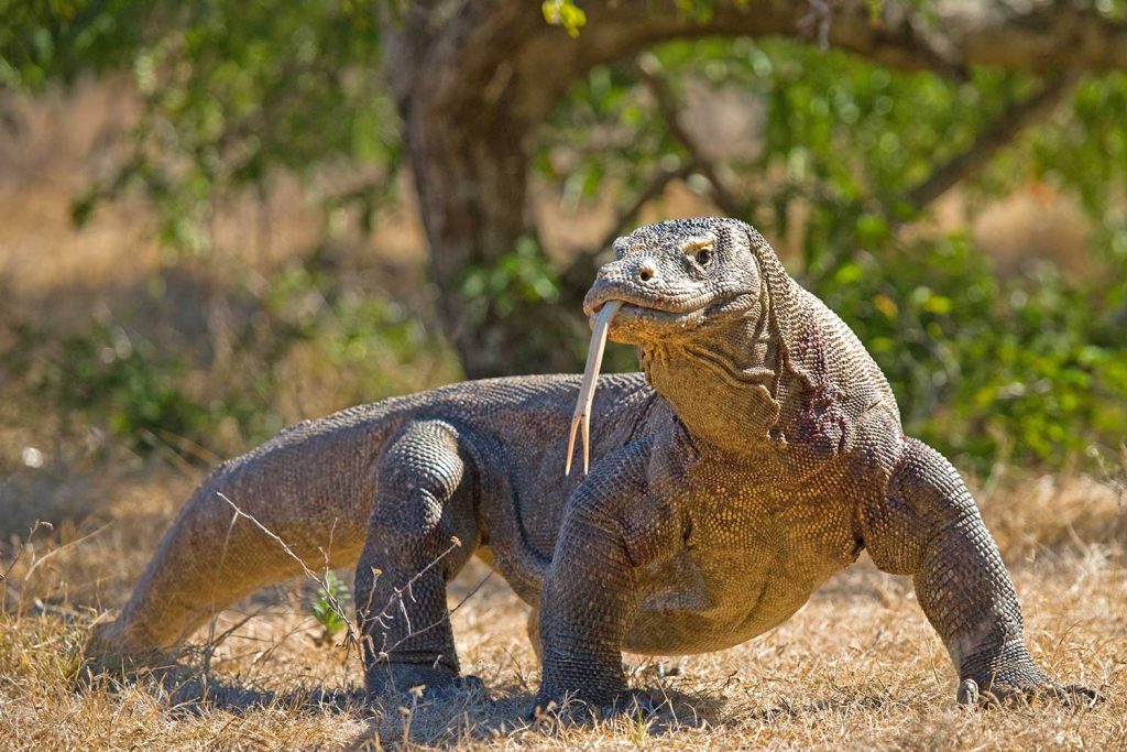 The Ultimate Guide To Komodo Island And Seeing Komodo Dragons Nomad