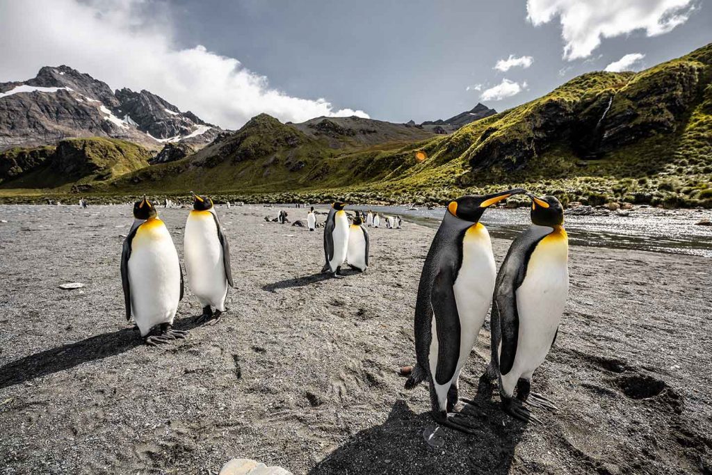 Penguins in South Georgia & South Sandwich Islands