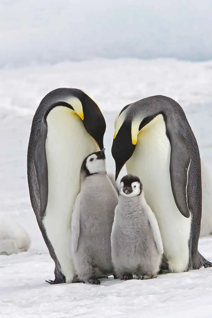 Penguins in Snow Hill Island, Antarctica