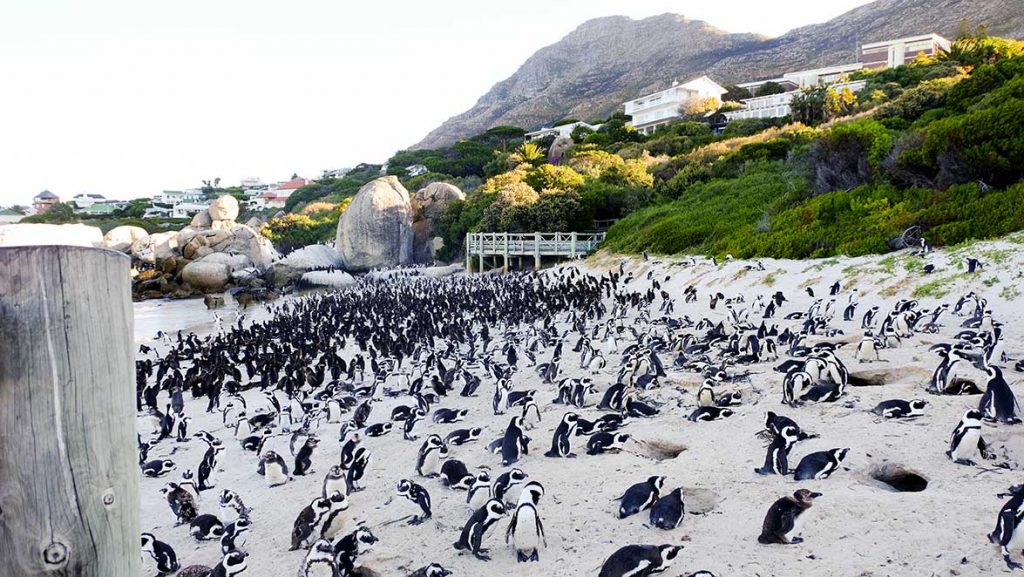 Penguins on Boulders Beach, Cape Peninsula