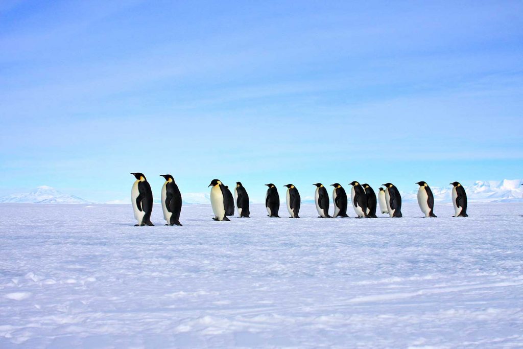 Penguins Ross Sea