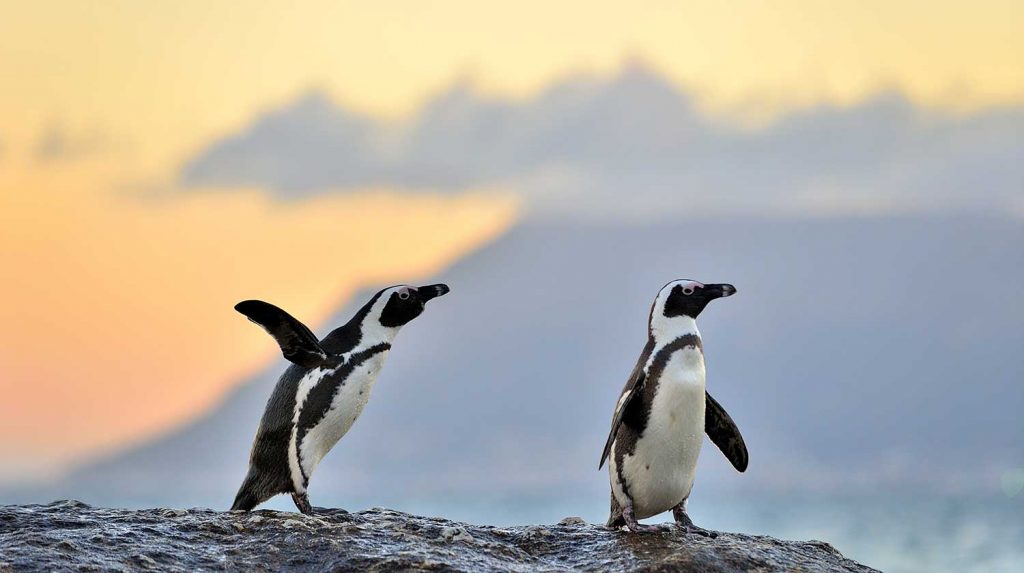 Penguins on Dassen Island