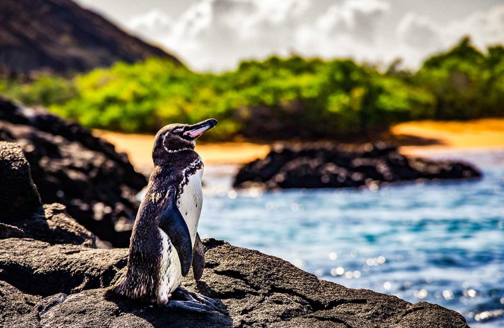 Penguin in Galápagos Islands, Ecuador