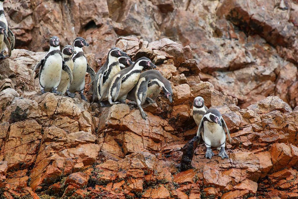 Penguins in Ballestas Islands, Peru