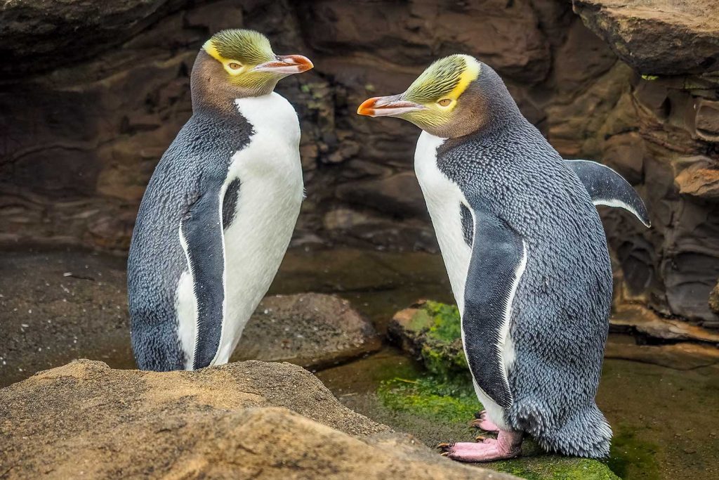 Penguins in Oamaru, South Island