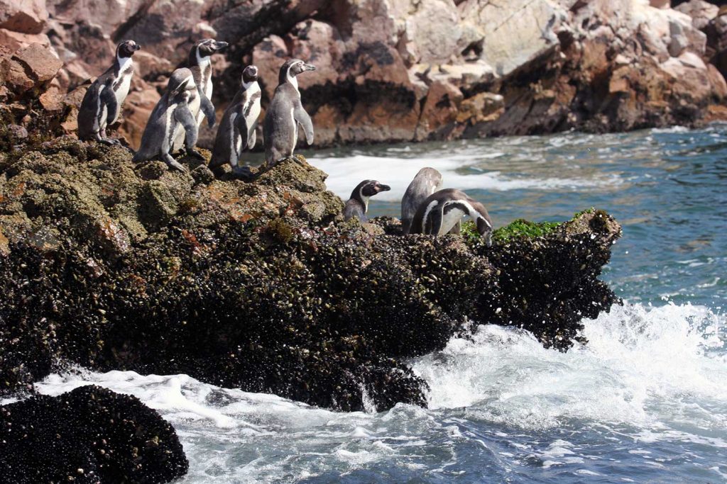 Penguins in Humboldt Penguin National Reserve, Chile