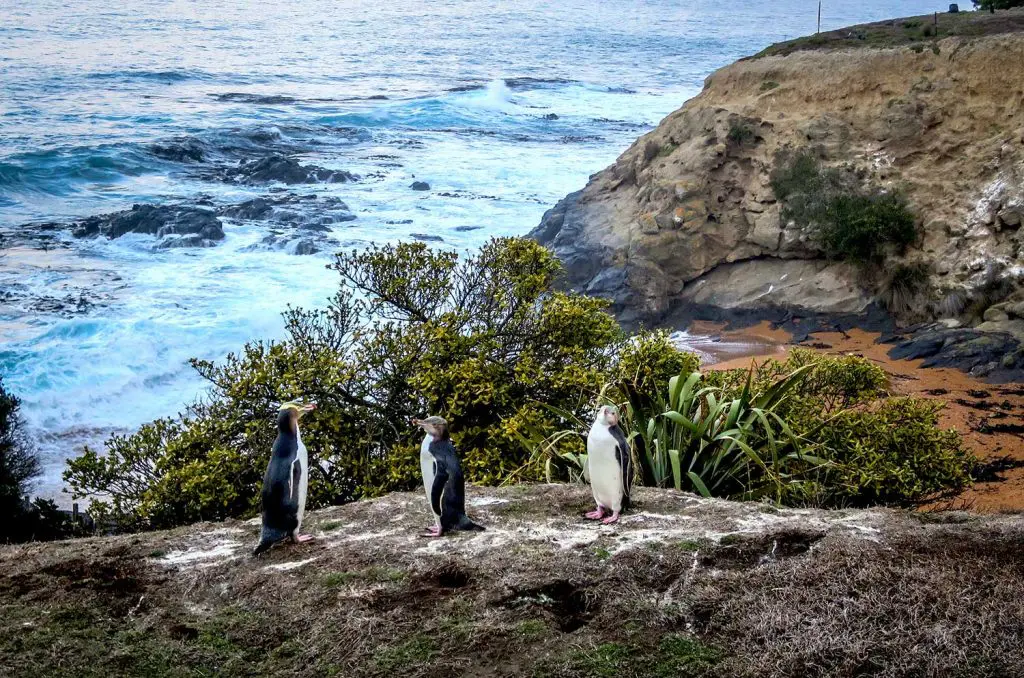 Penguins in Stewart Island, Southland