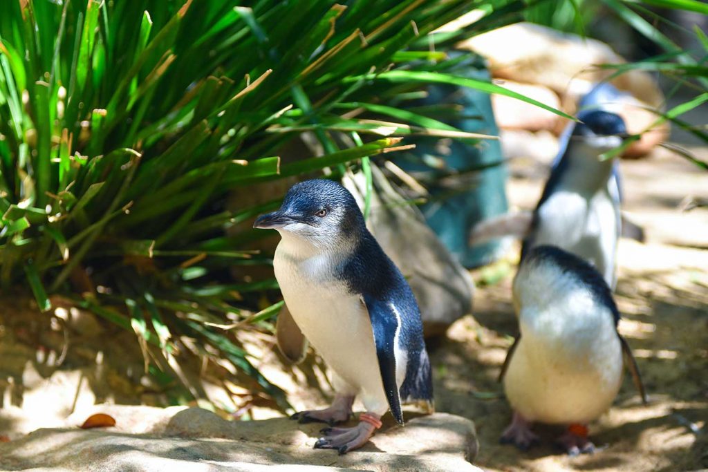 Penguins in Phillip Island, Victoria