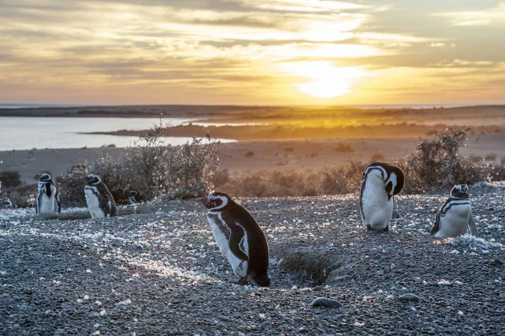 Penguins in Punta Tombo, Argentina