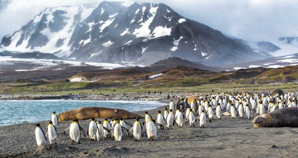 Penguins in Falkland Islands