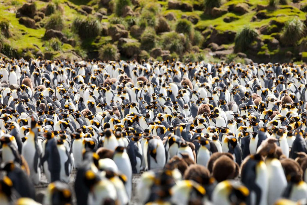 Penguins in Macquarie Island, Australia