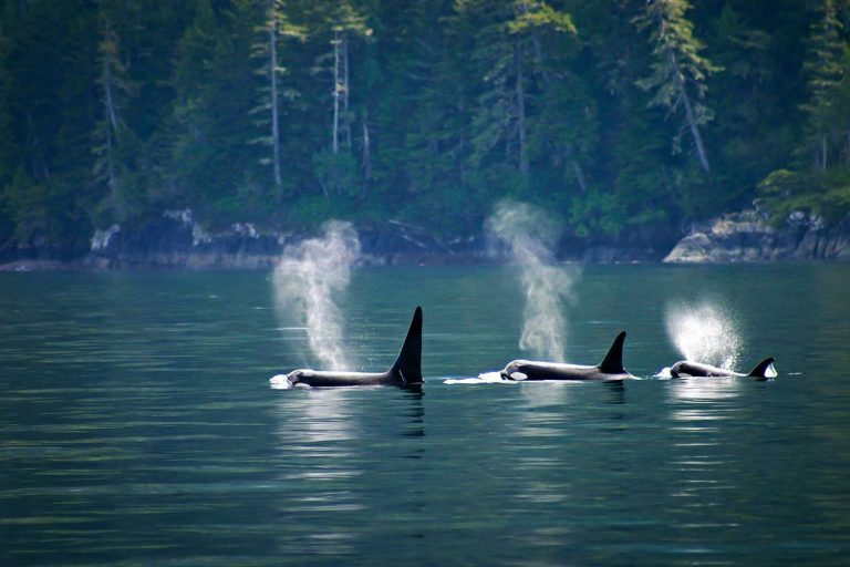 14 Best Places to See Orcas in the Wild Across the World Nomad Paradise