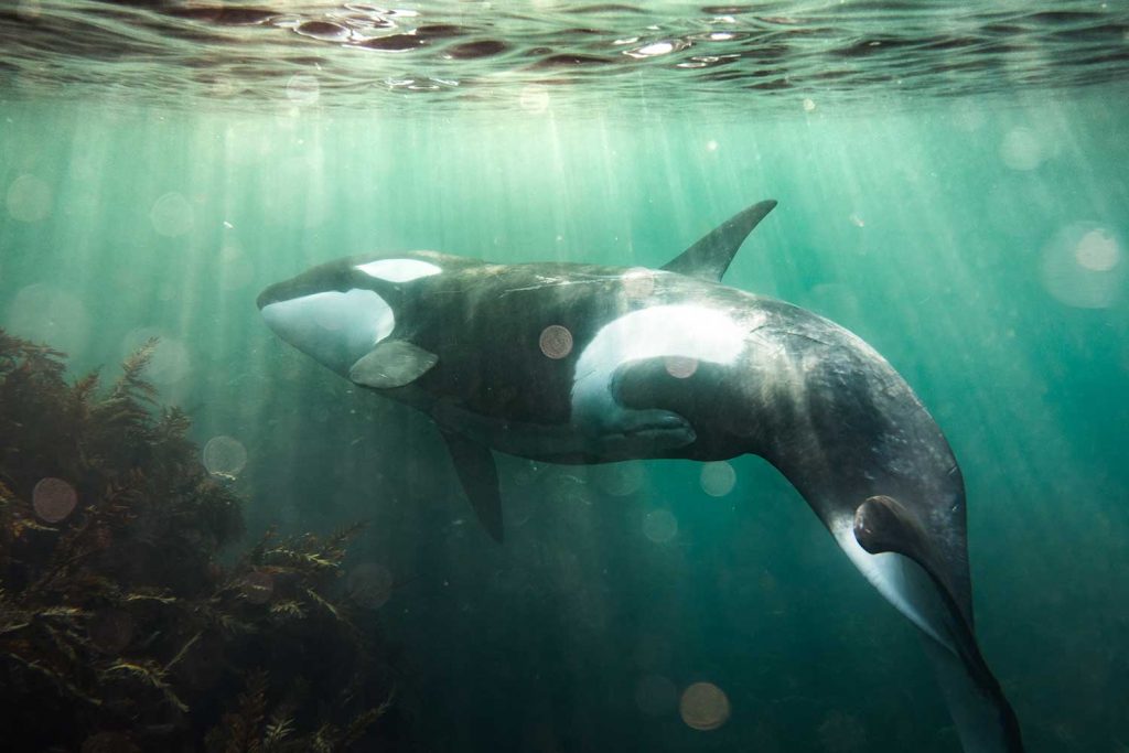 Best Places To See Orcas In The Wild Across The World Nomad Paradise