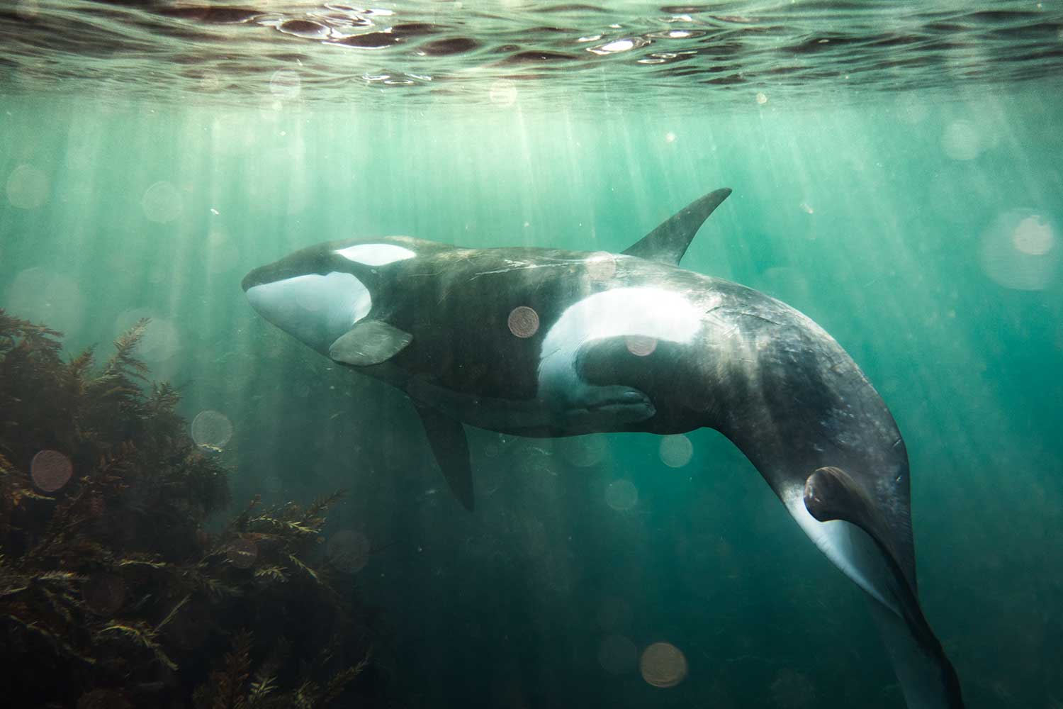14 Best Places to See Orcas in the Wild Across the World Nomad Paradise