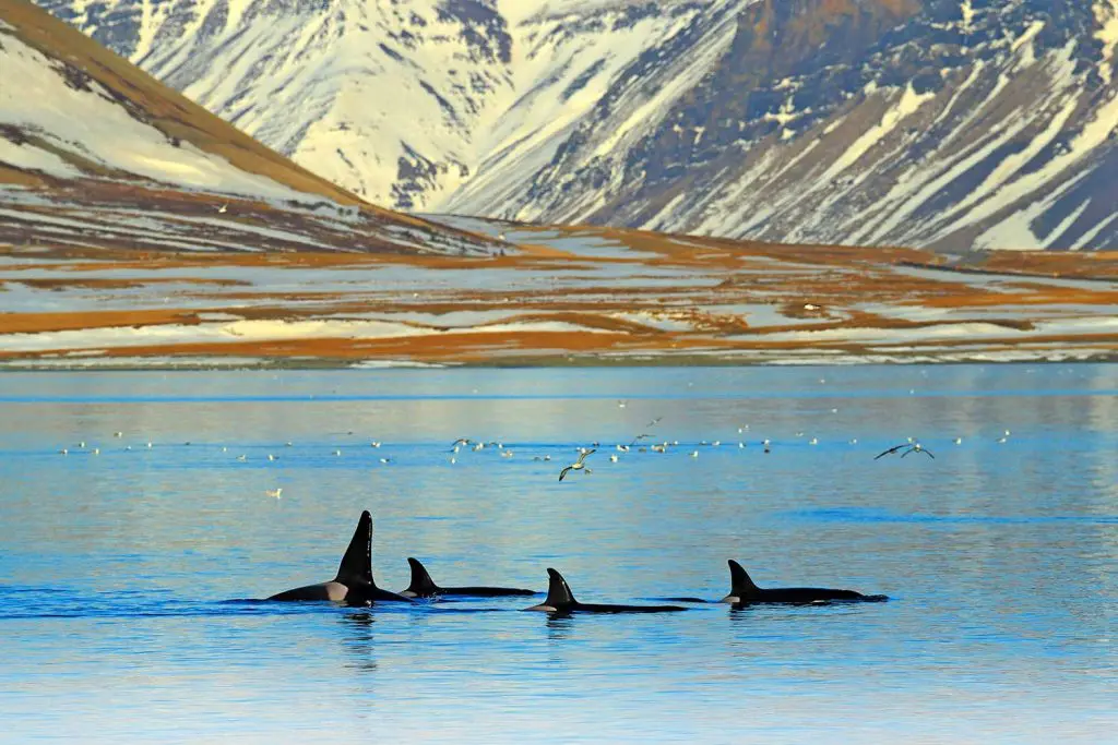 Orca in Olafsvik, Snaefellsnes, Iceland
