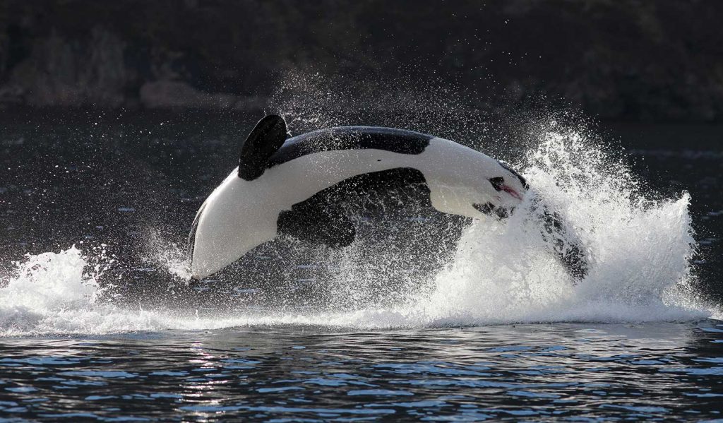 Orca in Tromso, Norway