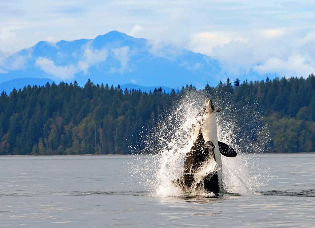 best places in the world to see orcas