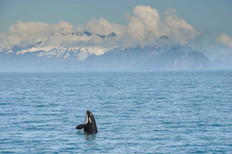 14 Best Places to See Orcas in the Wild Across the World Nomad Paradise
