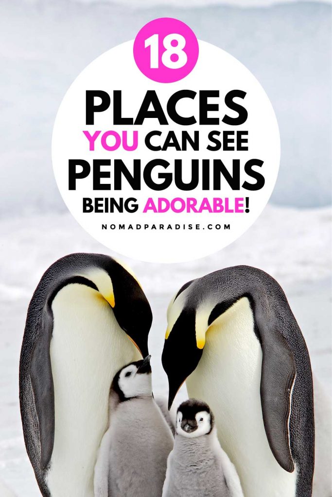 Best Places to See Penguins Being Adorable - Nomad Paradise