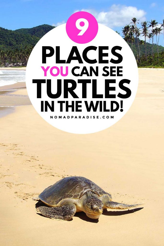 9 Places You Can See Turtles in the Wild