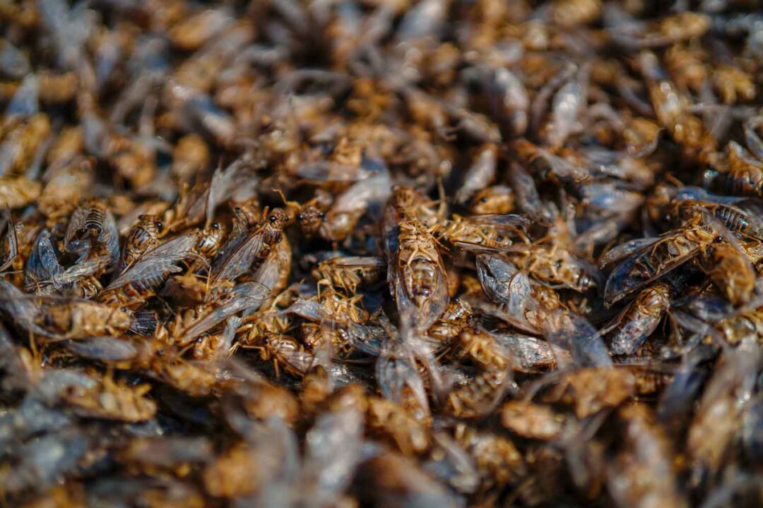 Inswa Insect Zimbabwean Food: 17 Popular and Traditional Dishes to Try