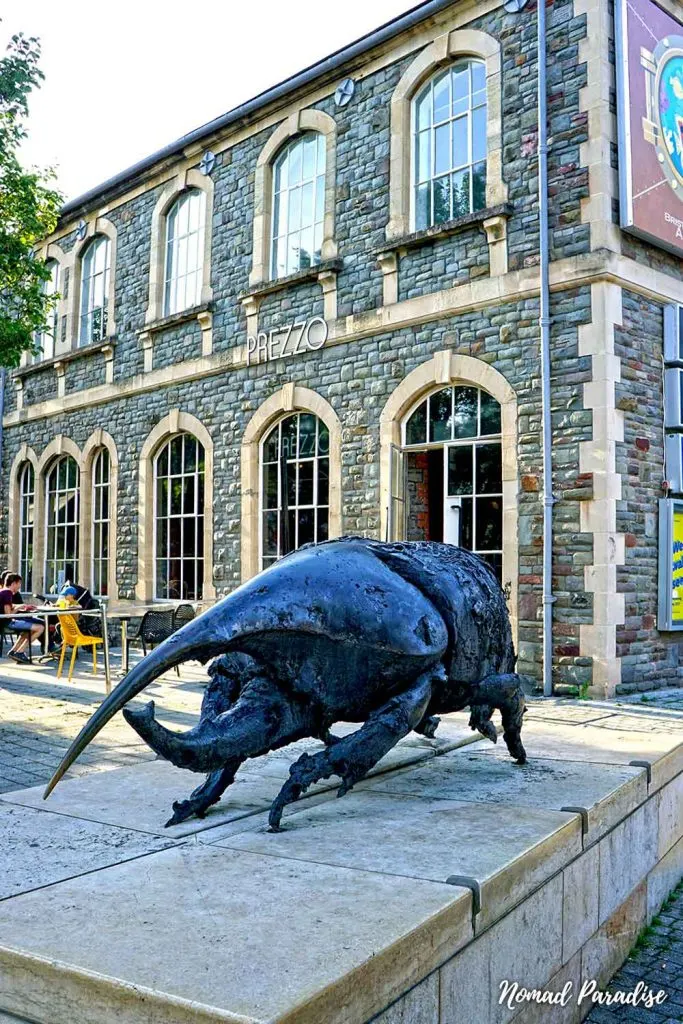 stag beetle bristol