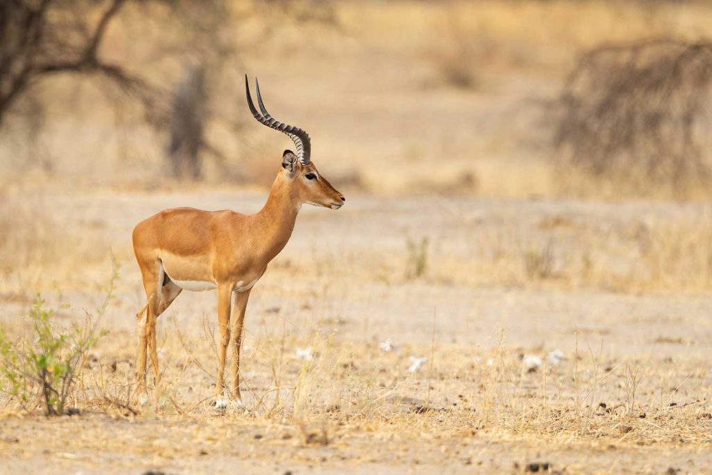 kob antelope nigeria