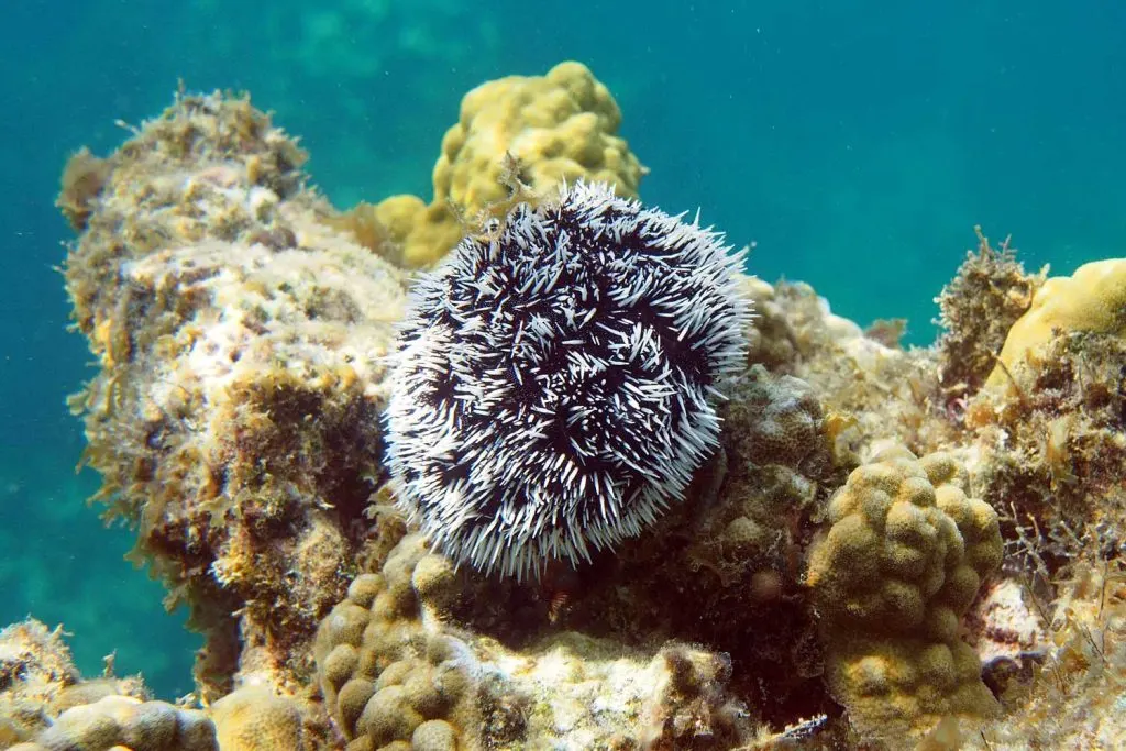Sea urchin in the ocean.