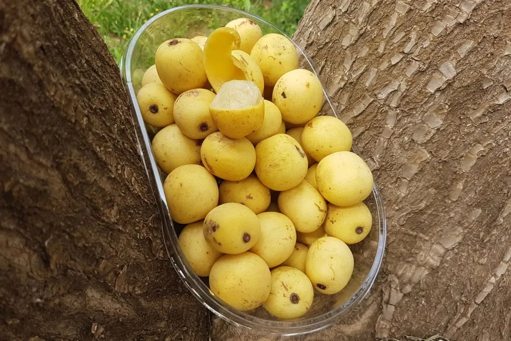 Marula fruits.