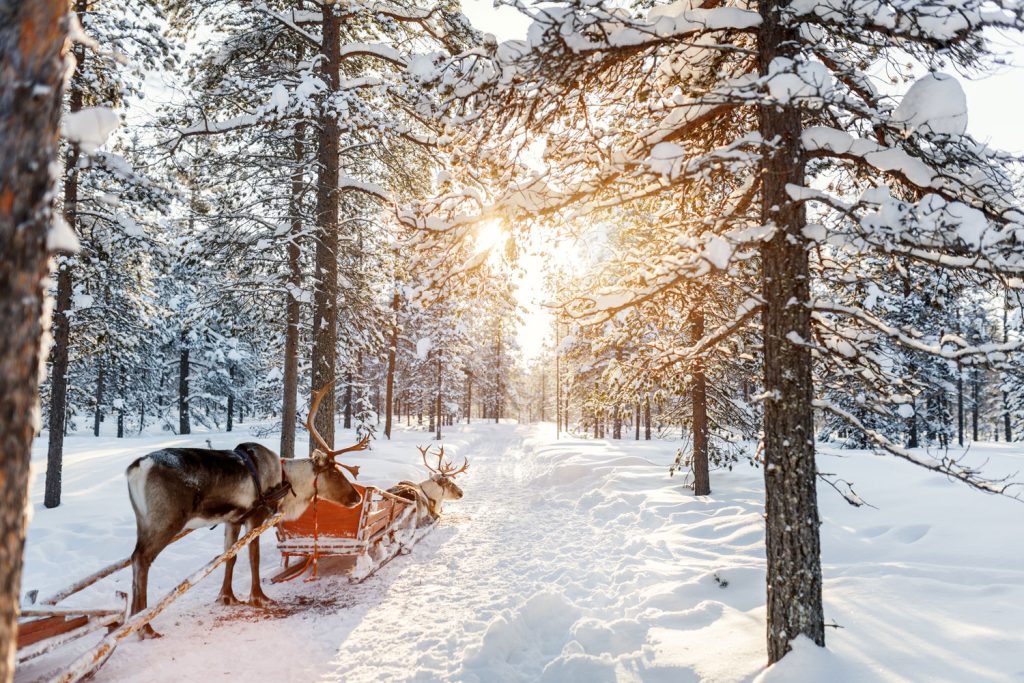 Reindeers in a forest in Lapland, Finland.