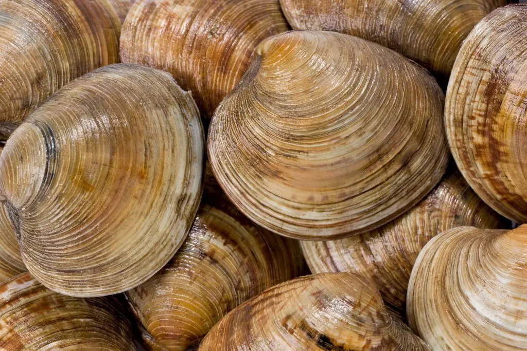 Cedar Key Clams