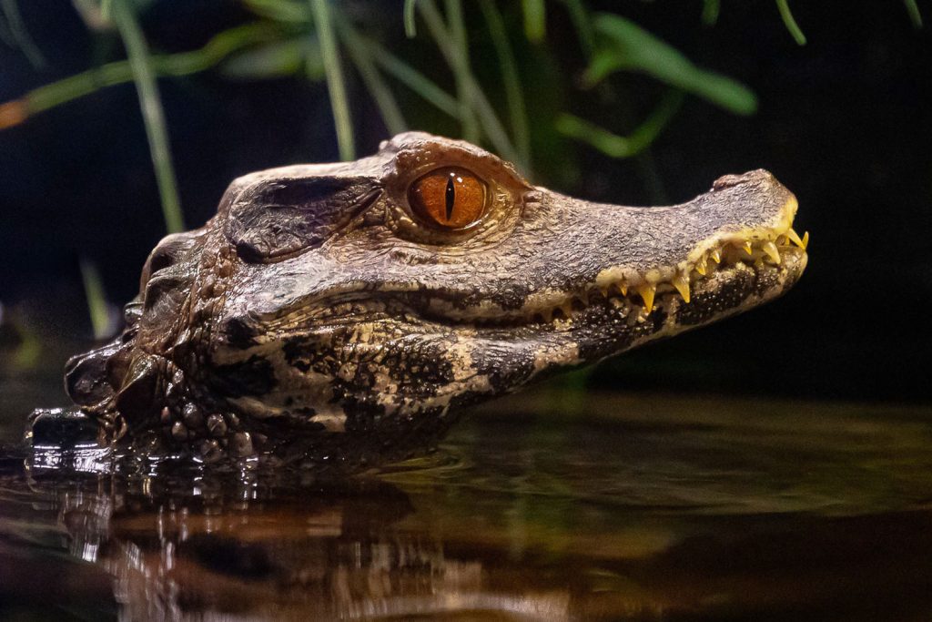 Crocodile at OdySea Aquarium