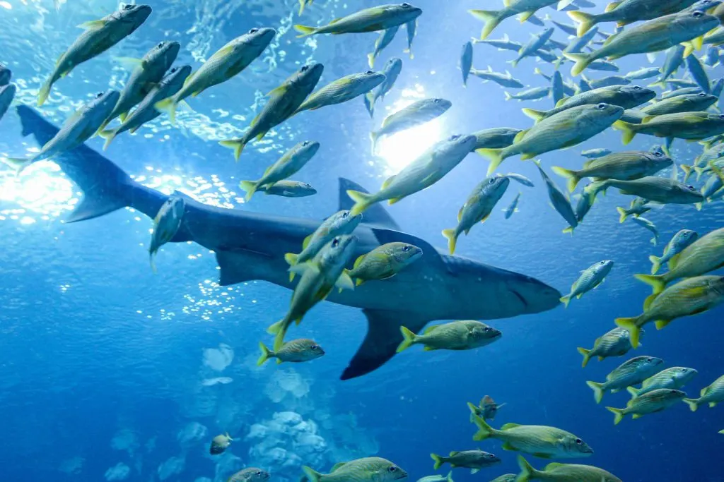Shark and fish at Georgia Aquarium