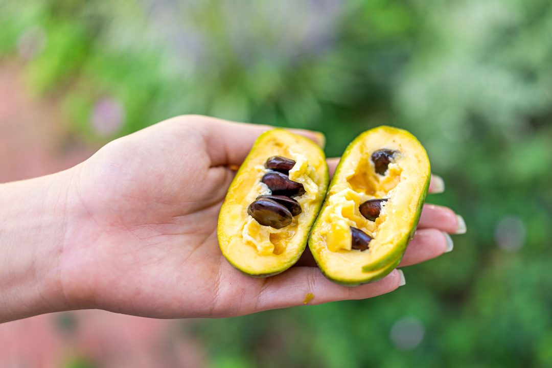 18 Hearty and Fascinating Foods to Try in Virginia - Nomad Paradise