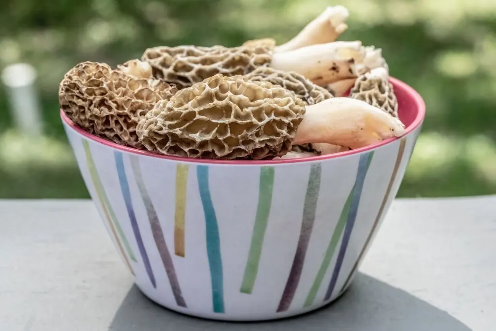 Morel mushrooms in a bowl