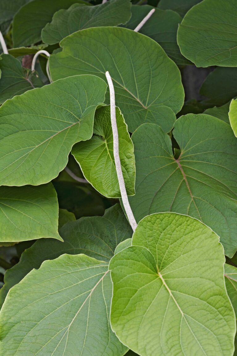 Mexican Spices 21 Chilies, Seeds, Herbs, and Salts that Add the Wow