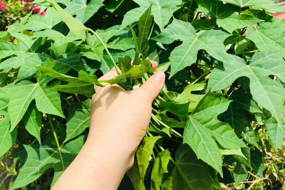 Mexican Spices 21 Chilies, Seeds, Herbs, and Salts that Add the Wow